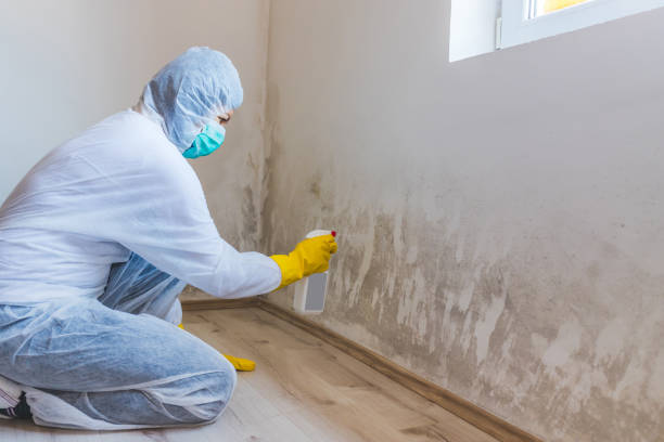 Licensed Mold Remediation service in Mendota, MN - WQB Mold Removal